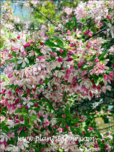 Nice flower display with the dark pink buds opening to pink flowers. (May 15)